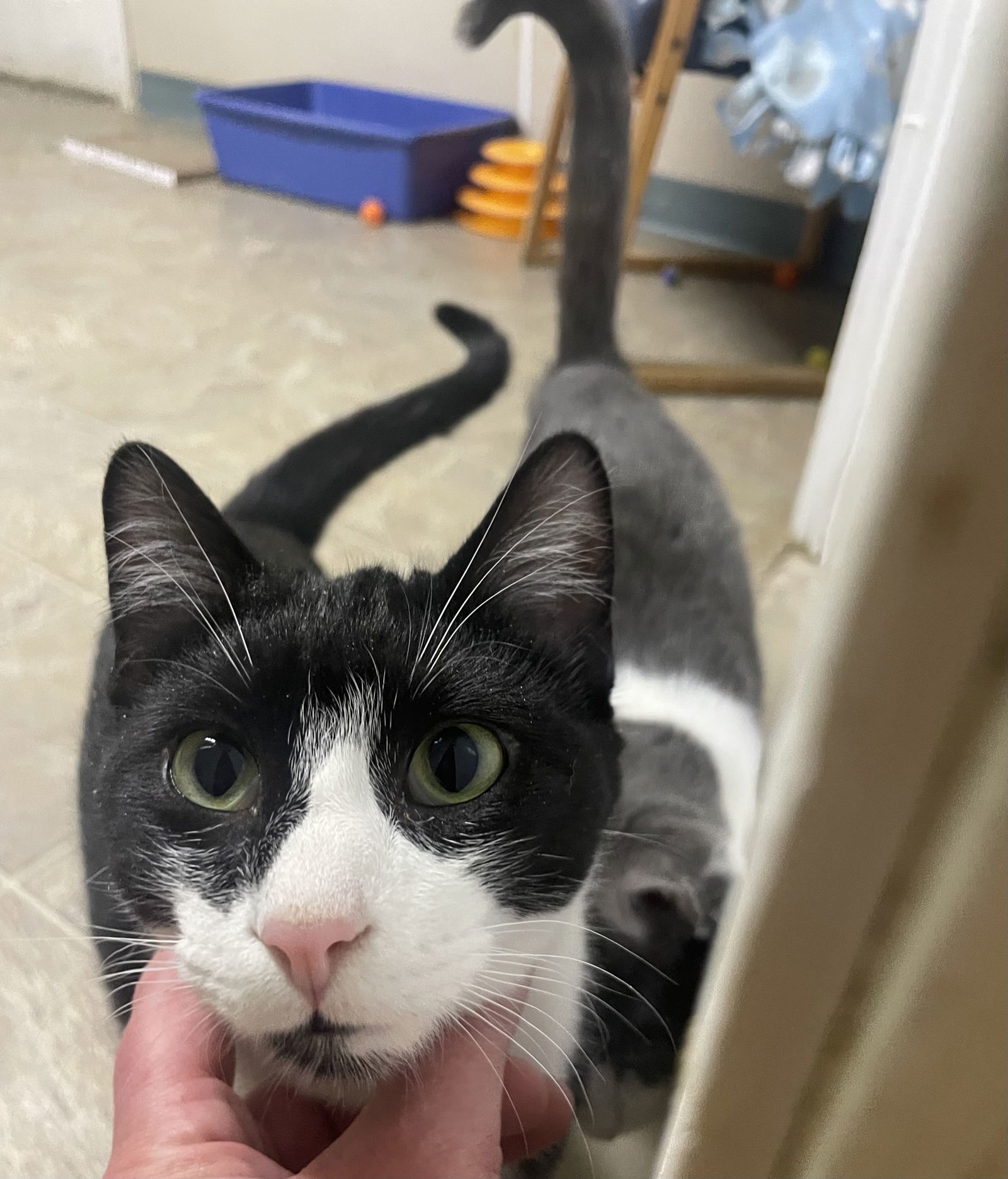 Oreo, an adoptable Domestic Short Hair in Stover, MO, 65078 | Photo Image 2