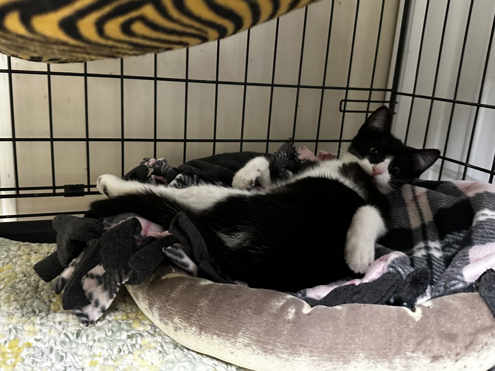 Oreo, an adoptable Domestic Short Hair in Stover, MO, 65078 | Photo Image 3