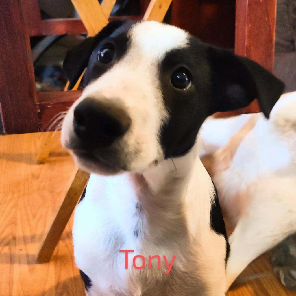 Tony, an adoptable Border Collie in Grantsville, UT, 84029 | Photo Image 1