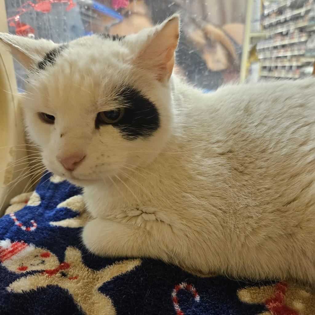 Patches, an adoptable Domestic Short Hair in Grantsville, UT, 84029 | Photo Image 1