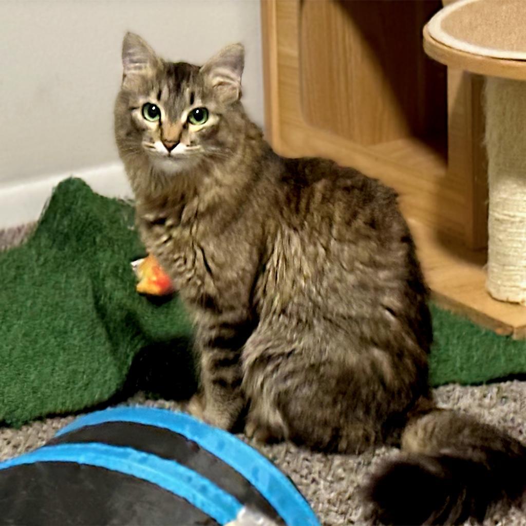 Allie (Emma), an adoptable Domestic Medium Hair in Grantsville, UT, 84029 | Photo Image 1