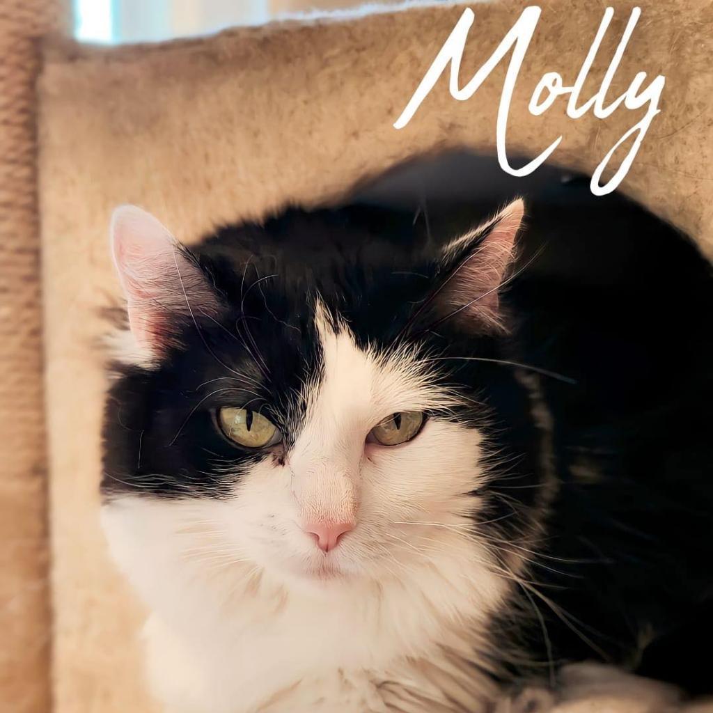 Molly Purrington, an adoptable Domestic Medium Hair in Grantsville, UT, 84029 | Photo Image 1