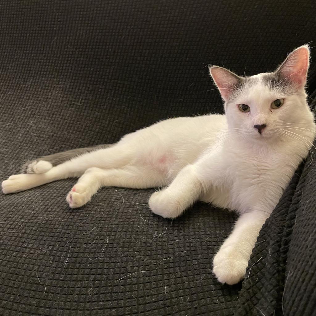 Frosty, an adoptable Domestic Short Hair in Grantsville, UT, 84029 | Photo Image 1