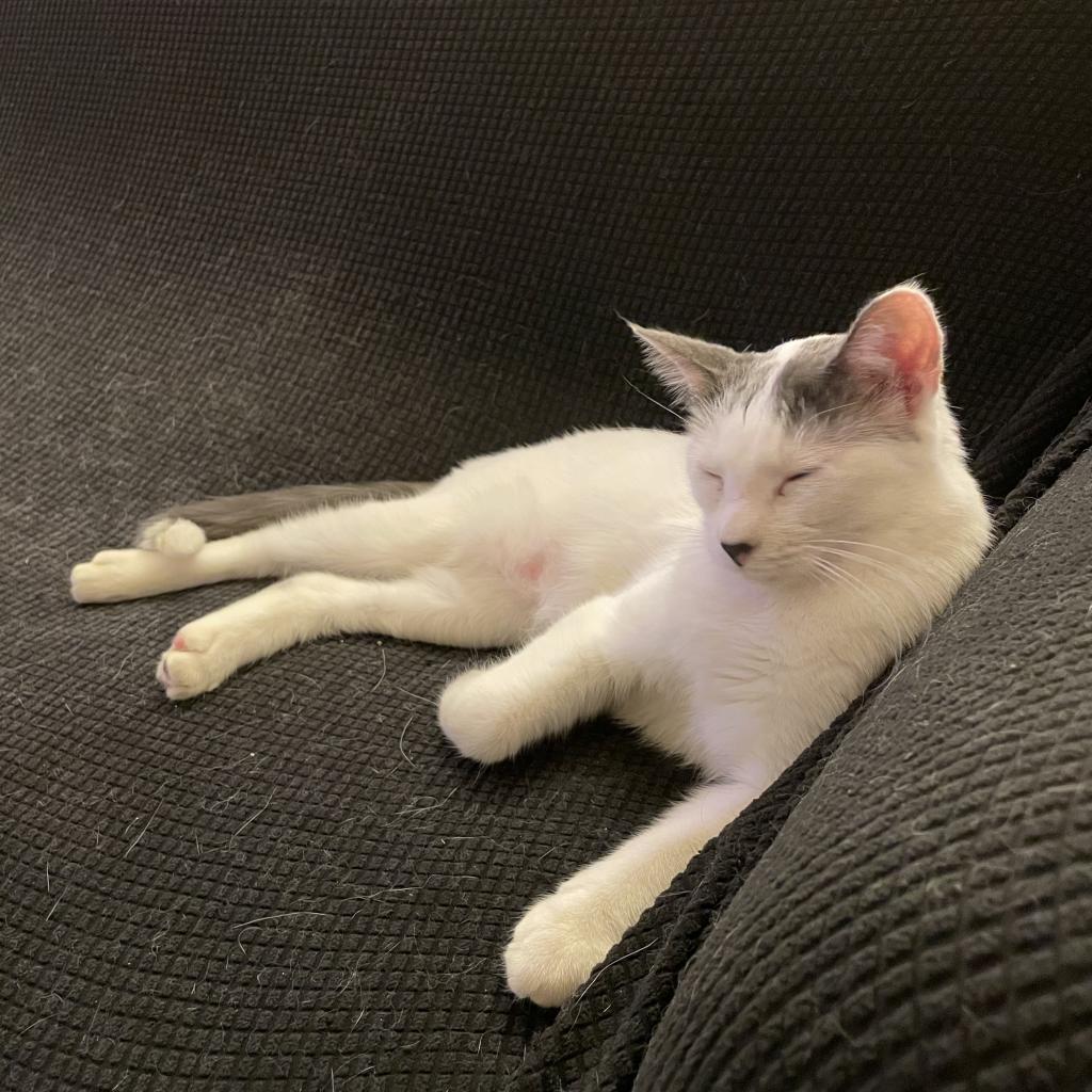 Frosty, an adoptable Domestic Short Hair in Grantsville, UT, 84029 | Photo Image 2