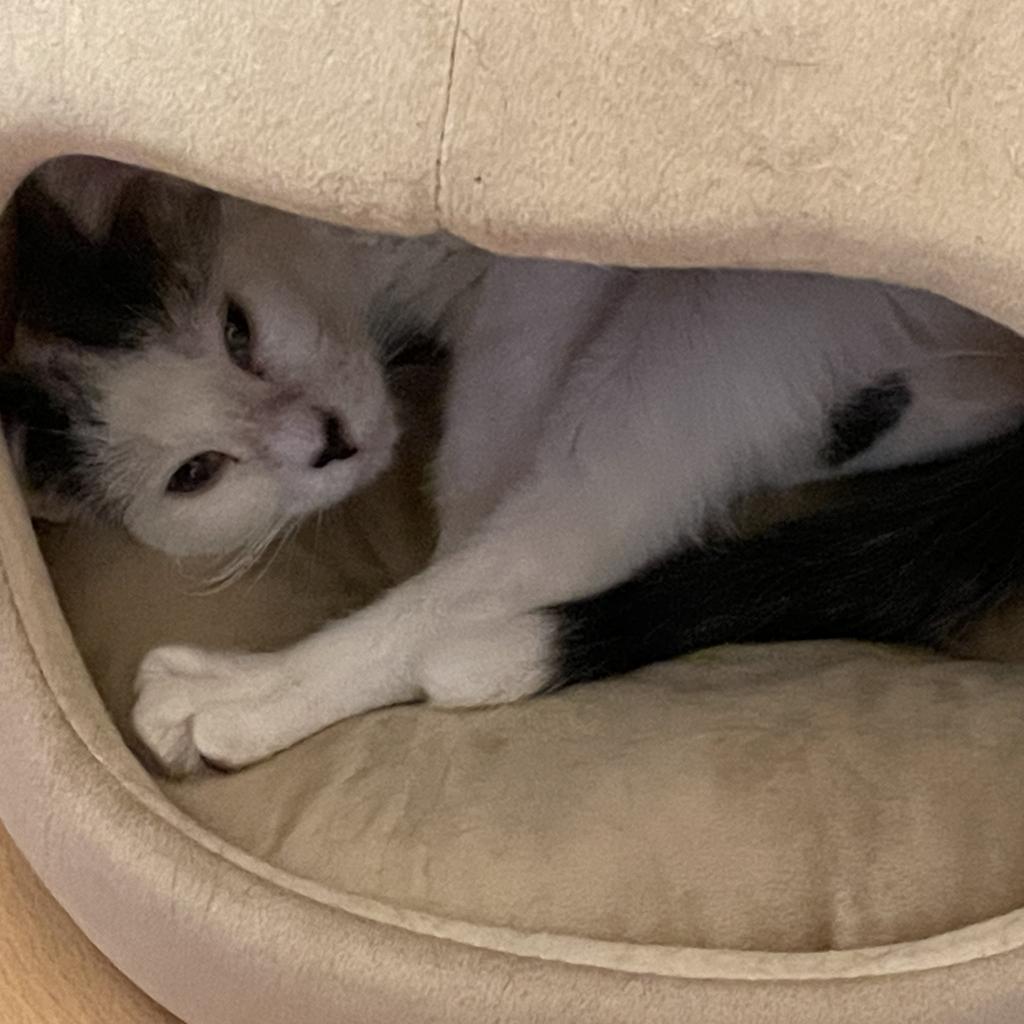 Frosty, an adoptable Domestic Short Hair in Grantsville, UT, 84029 | Photo Image 3