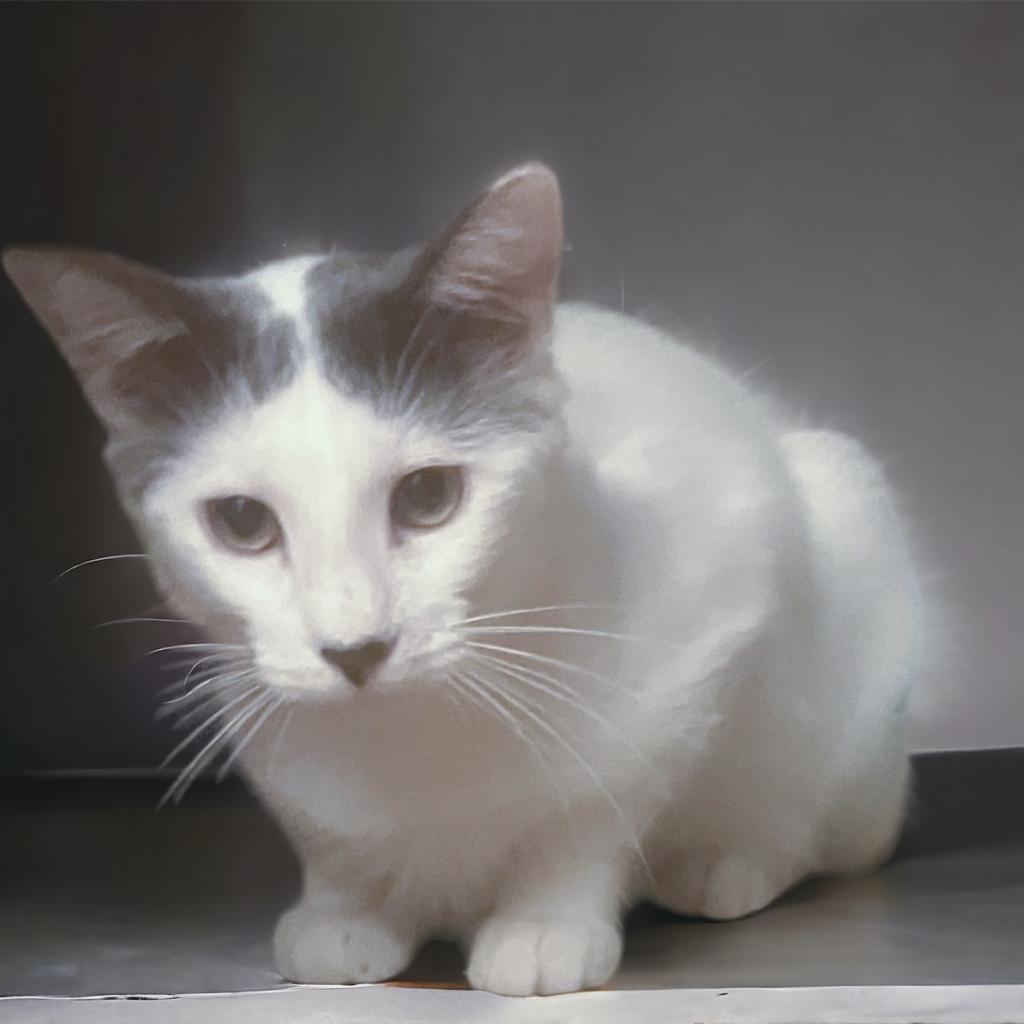 Frosty, an adoptable Domestic Short Hair in Grantsville, UT, 84029 | Photo Image 4
