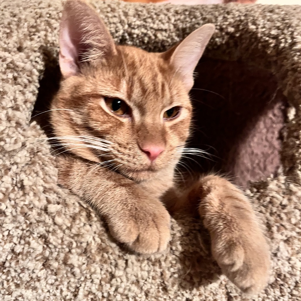 Sunshine, an adoptable Domestic Medium Hair in San Antonio, TX, 78253 | Photo Image 1