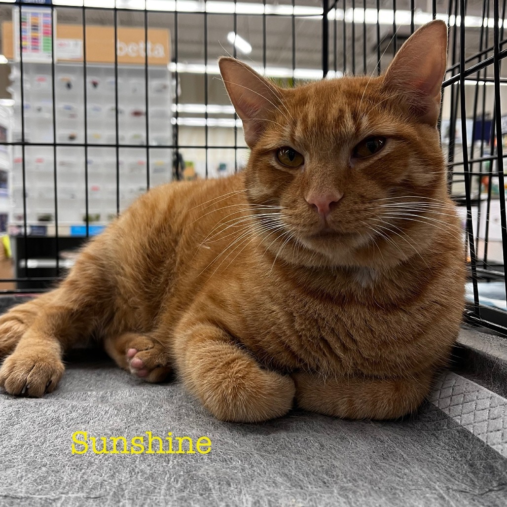 Sunshine, an adoptable Domestic Medium Hair in San Antonio, TX, 78253 | Photo Image 1