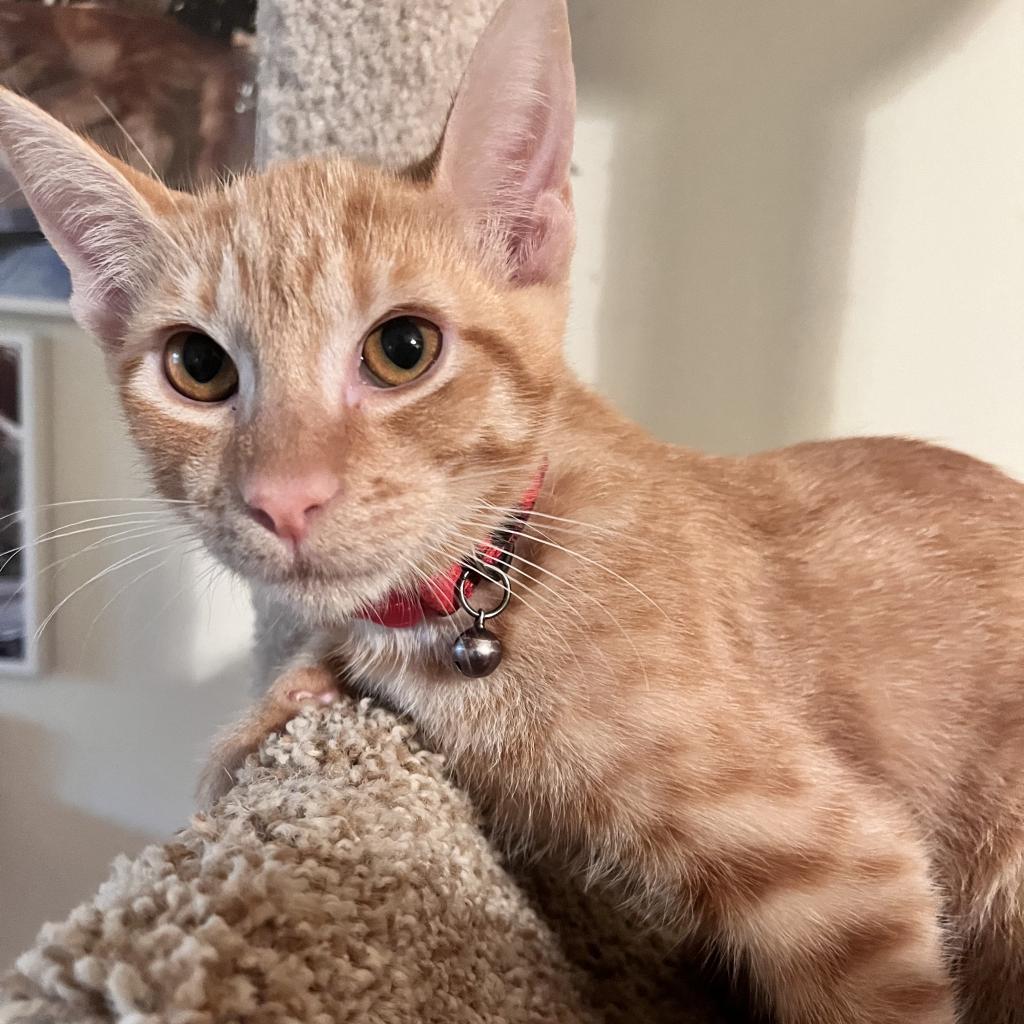 Sunshine, an adoptable Domestic Medium Hair in San Antonio, TX, 78253 | Photo Image 2
