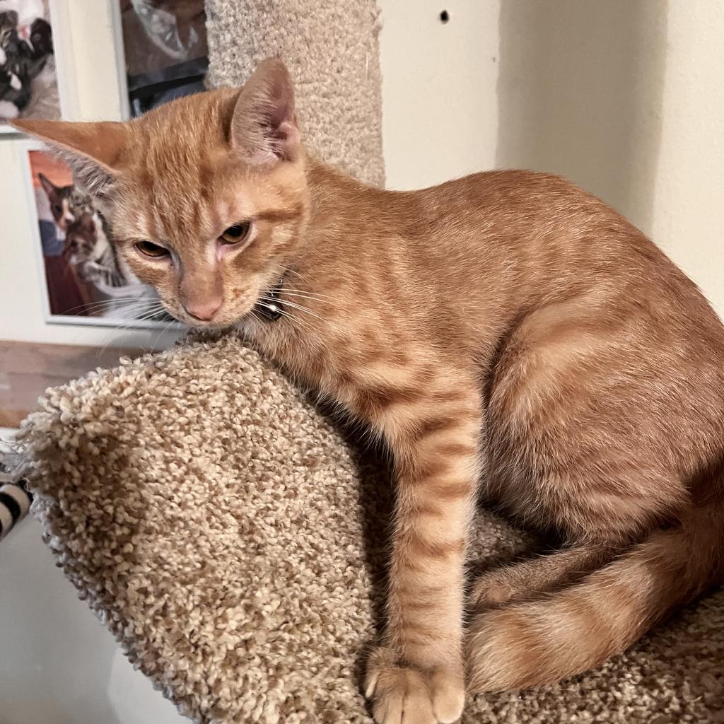 Sunshine, an adoptable Domestic Medium Hair in San Antonio, TX, 78253 | Photo Image 3