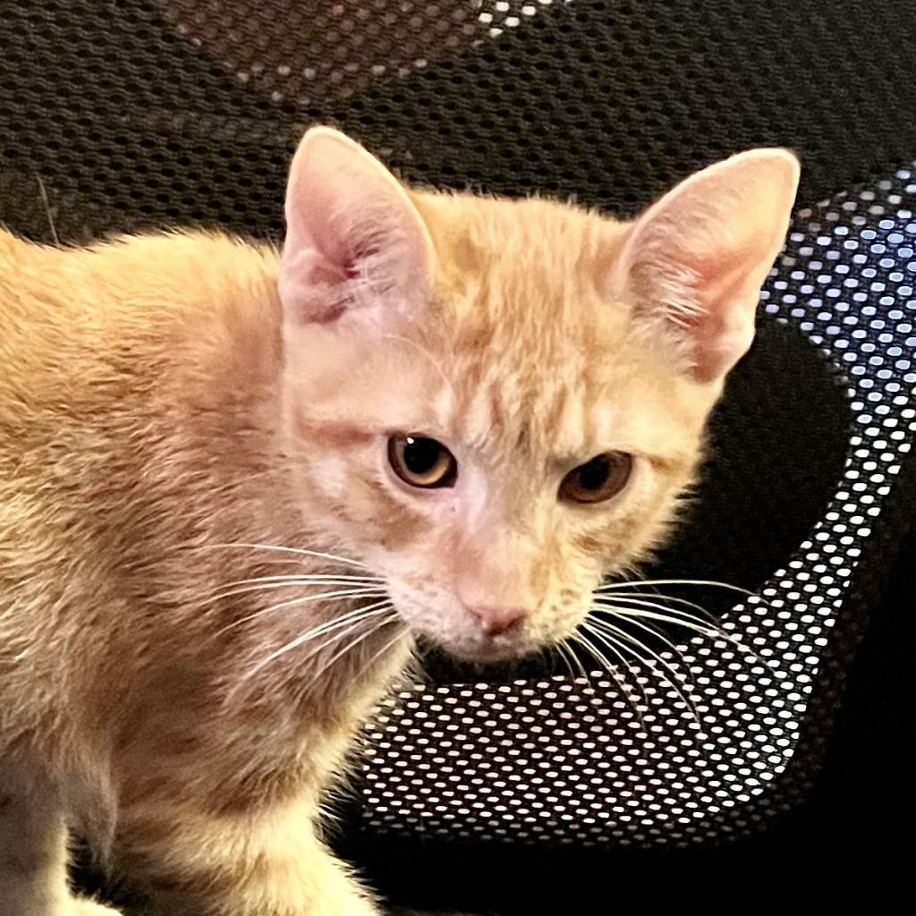 Sunshine, an adoptable Domestic Medium Hair in San Antonio, TX, 78253 | Photo Image 4