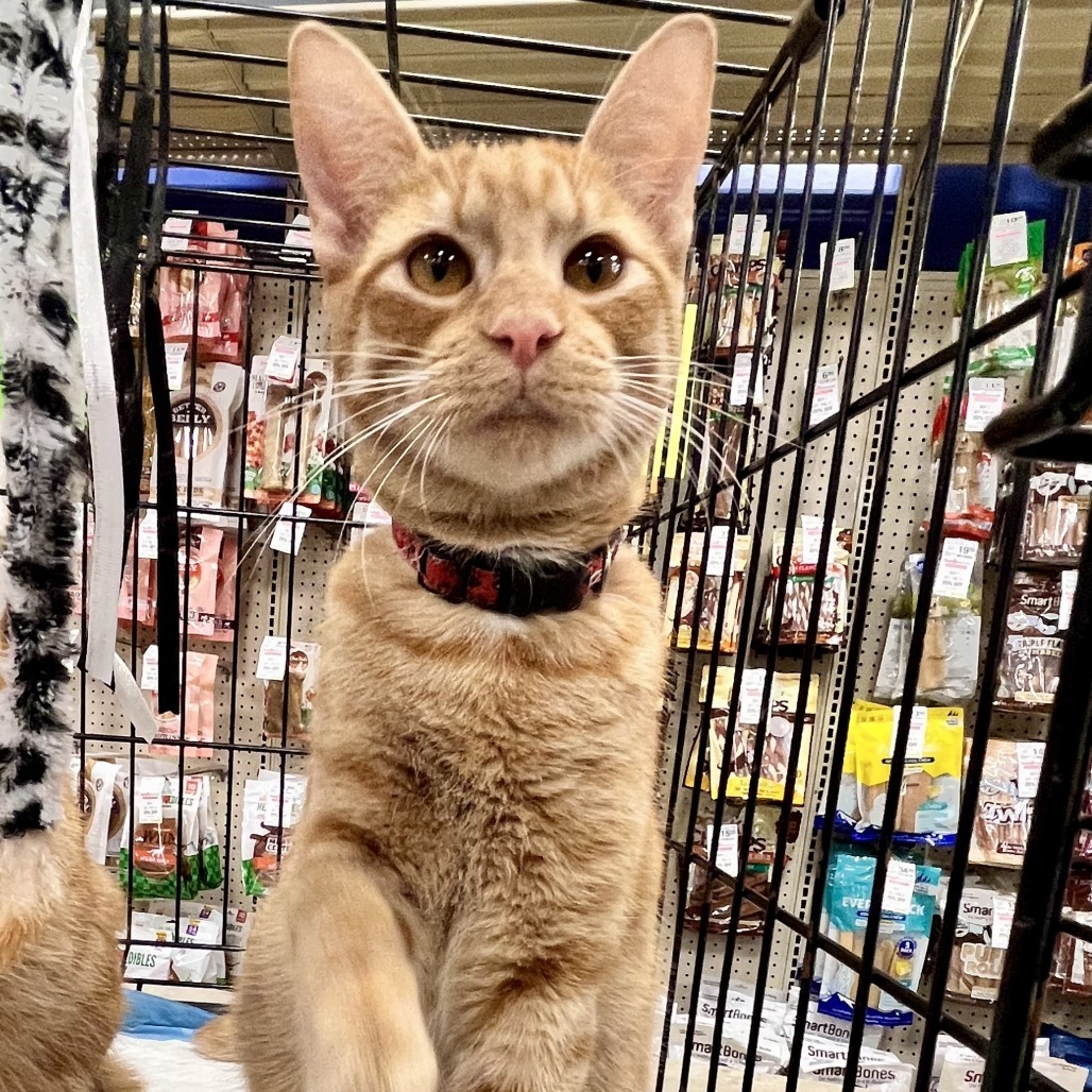 Sunshine, an adoptable Domestic Medium Hair in San Antonio, TX, 78253 | Photo Image 5
