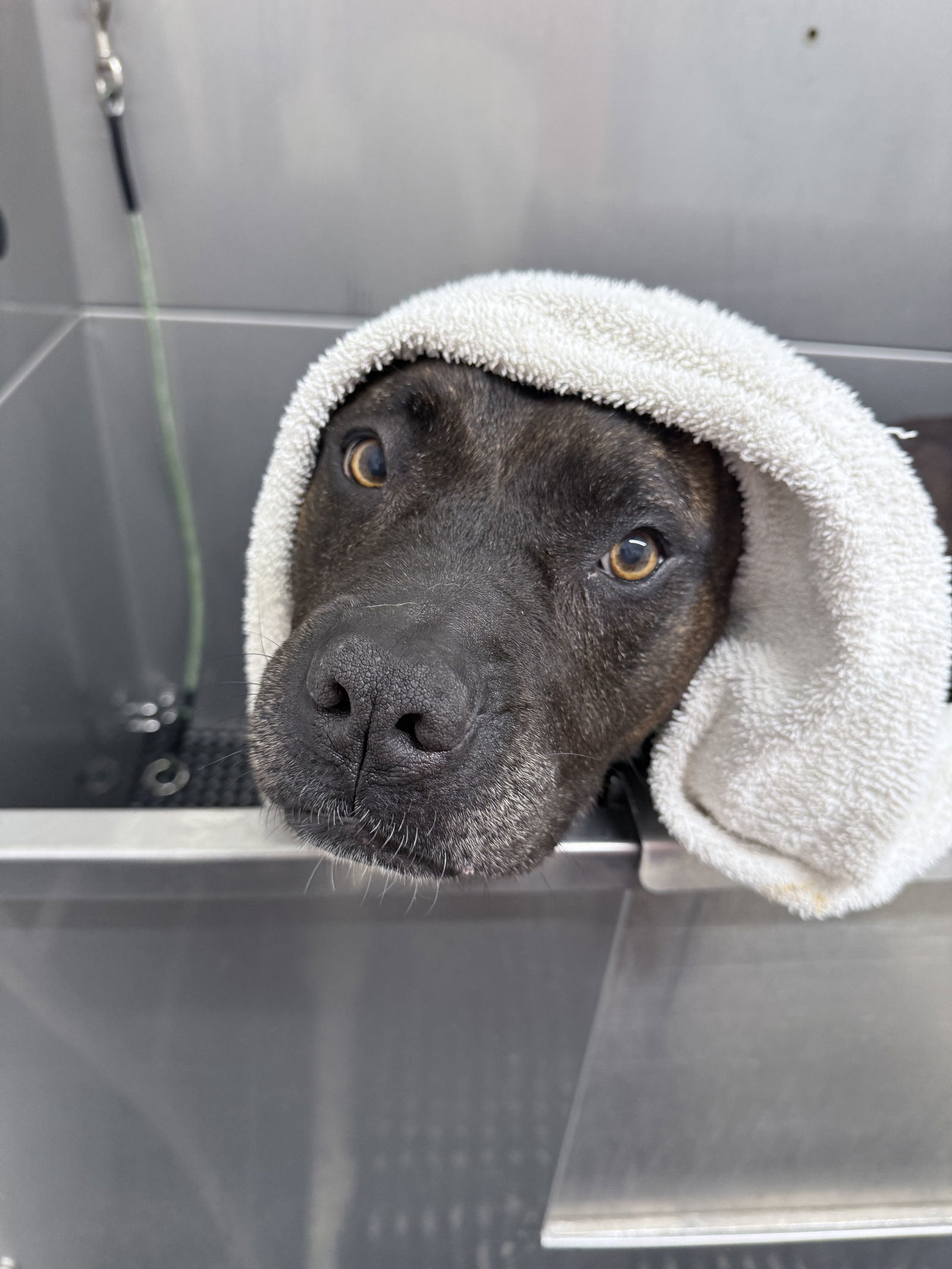 Coco - in search of Forever Foster