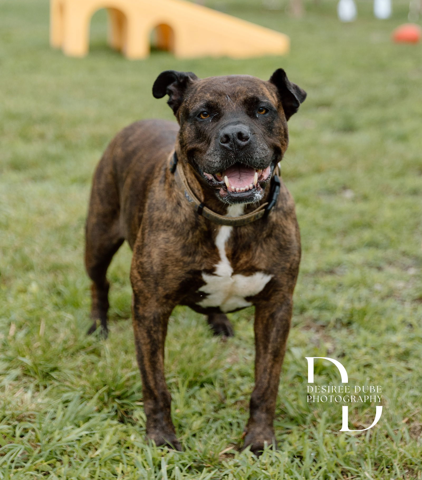 Coco - in search of Forever Foster