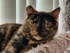Penny 4.15.19 photo 1
