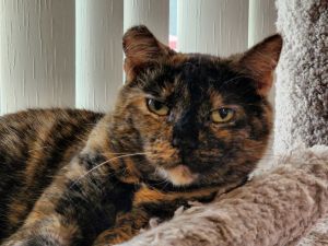 Penny 4.15.19, Adult Female Domestic Short Hair
