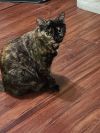 Penny 4.15.19 photo 3