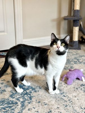 Luke, Baby Male Domestic Short Hair