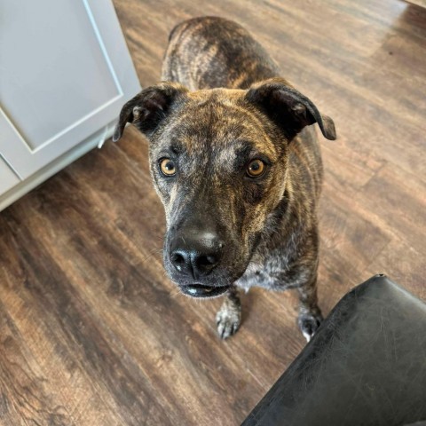 Bahama Buck, an adoptable Plott Hound, Mixed Breed in Wadena, MN, 56482 | Photo Image 2