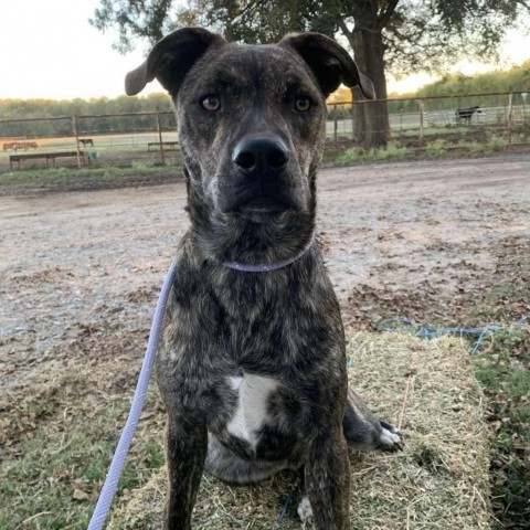 Bahama Buck, an adoptable Plott Hound, Mixed Breed in Wadena, MN, 56482 | Photo Image 3