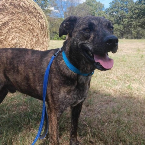 Bahama Buck, an adoptable Plott Hound, Mixed Breed in Wadena, MN, 56482 | Photo Image 3