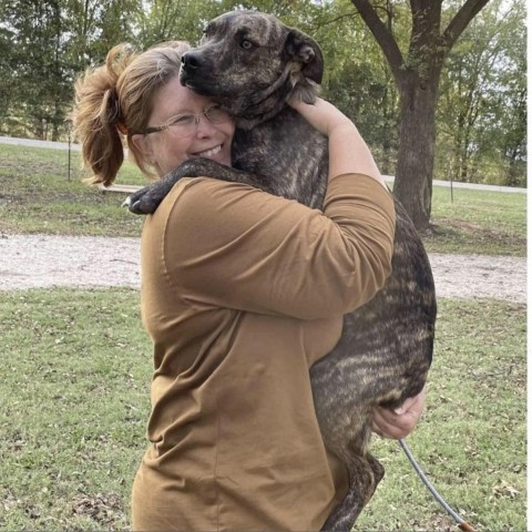 Bahama Buck, an adoptable Plott Hound, Mixed Breed in Wadena, MN, 56482 | Photo Image 4