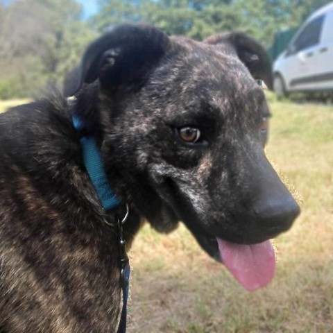 Bahama Buck, an adoptable Plott Hound, Mixed Breed in Wadena, MN, 56482 | Photo Image 4