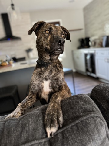 Bahama Buck, an adoptable Plott Hound, Mixed Breed in Wadena, MN, 56482 | Photo Image 5