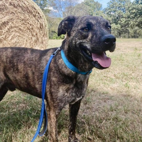 Bahama Buck, an adoptable Plott Hound, Mixed Breed in Wadena, MN, 56482 | Photo Image 5