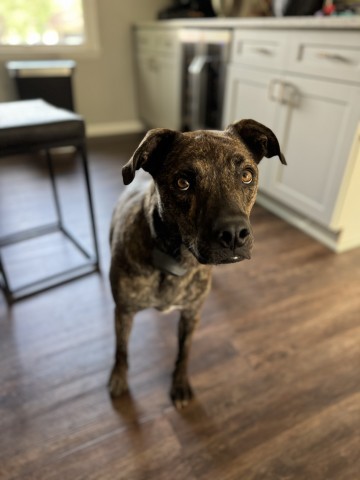 Bahama Buck, an adoptable Plott Hound, Mixed Breed in Wadena, MN, 56482 | Photo Image 6