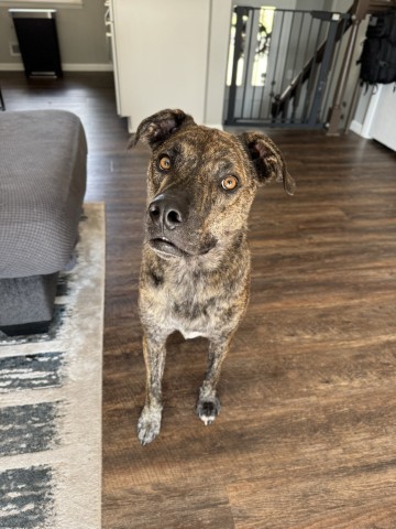 Bahama Buck, an adoptable Plott Hound, Mixed Breed in Wadena, MN, 56482 | Photo Image 6