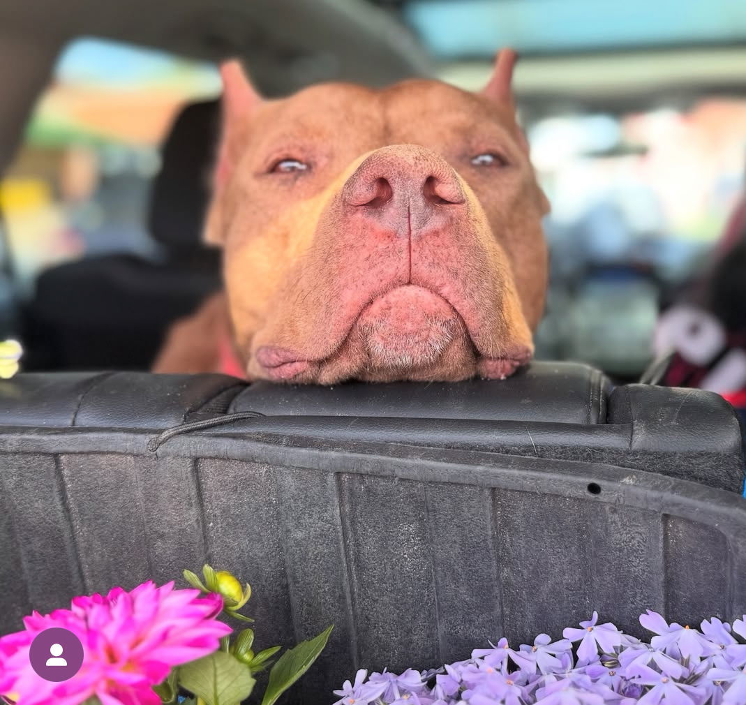 Romeo, an adoptable Pit Bull Terrier in Hillsboro, NH, 03244 | Photo Image 2
