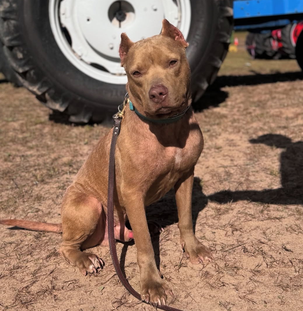 Romeo, an adoptable Pit Bull Terrier in Hillsboro, NH, 03244 | Photo Image 3