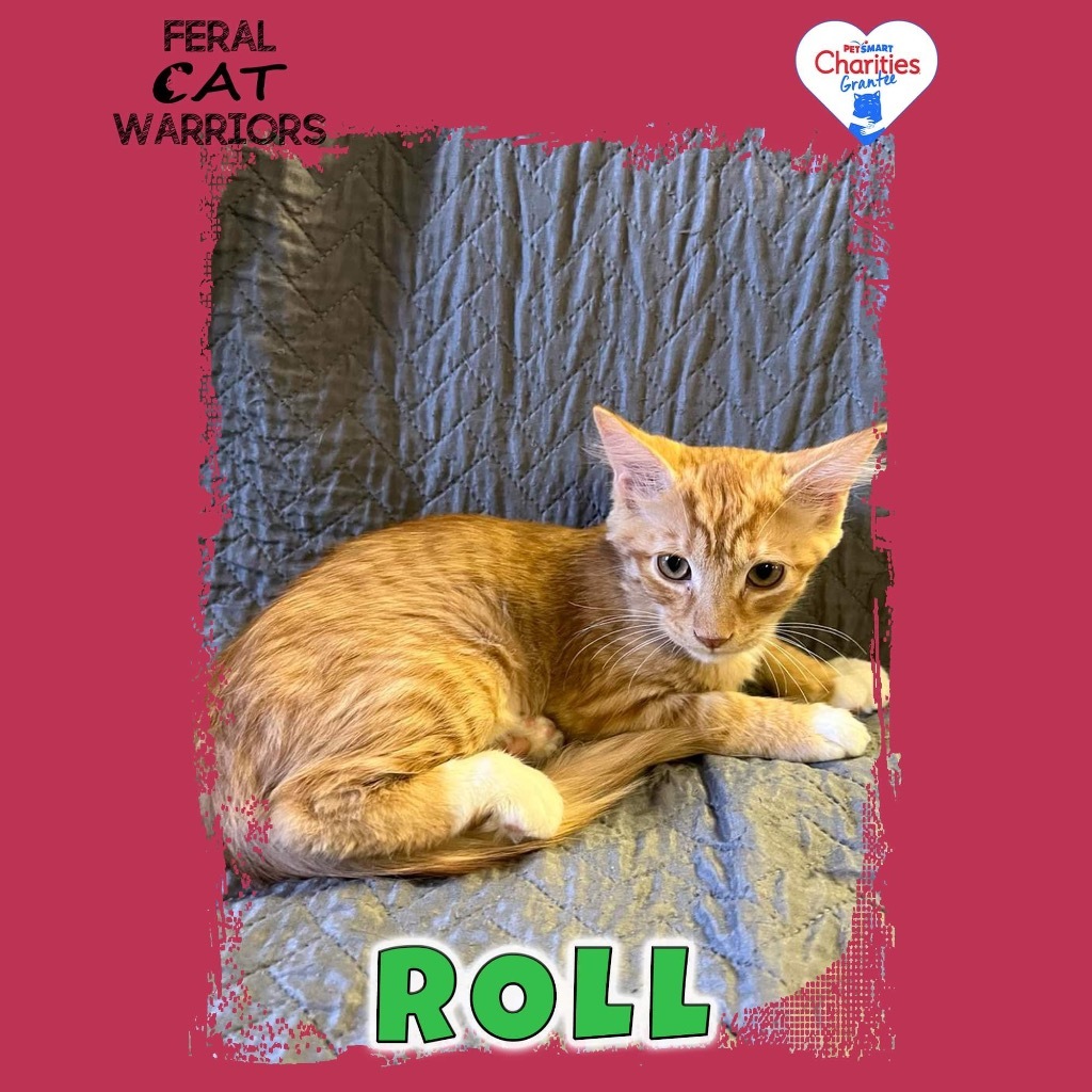 Roll, an adoptable Domestic Long Hair in Kingman, AZ, 86401 | Photo Image 1