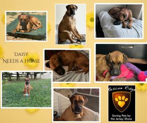 Daisy, Adult Female Boxer