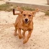 Rosie Marie, an adoptable Mixed Breed in Fargo, ND, 58102 | Photo Image 3