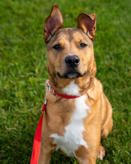 Milo (Freddy), an adoptable Labrador Retriever, Mixed Breed in Pequot Lakes, MN, 56472 | Photo Image 1