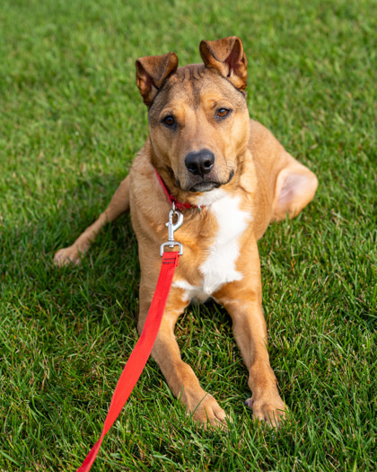 Milo (Freddy), an adoptable Labrador Retriever, Mixed Breed in Pequot Lakes, MN, 56472 | Photo Image 2