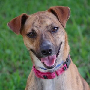 Hi my name is Tyga I am a sweet loving pup I have a unique coat with stripes like a