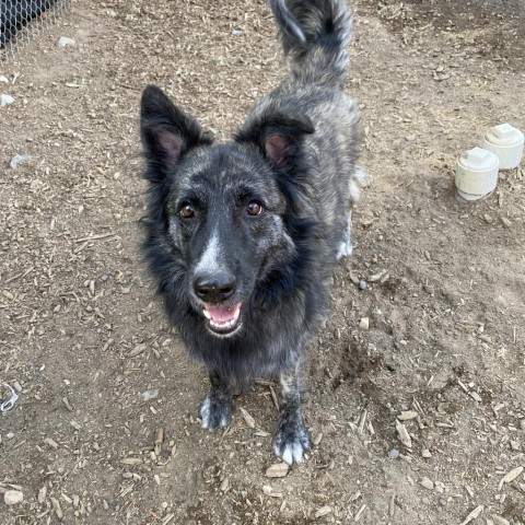 Roonie, an adoptable Shepherd in Mount Shasta, CA, 96067 | Photo Image 1