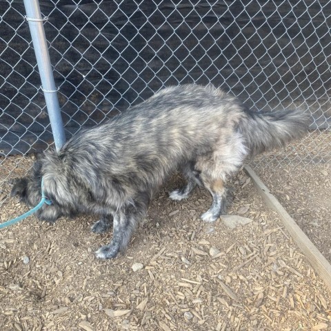 Roonie, an adoptable Shepherd in Mount Shasta, CA, 96067 | Photo Image 2