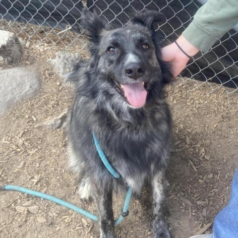 Roonie, an adoptable Shepherd in Mount Shasta, CA, 96067 | Photo Image 3