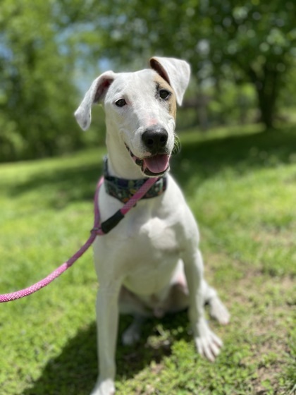 Fernando, an adoptable Greyhound, Mixed Breed in Morton Grove, IL, 60053 | Photo Image 1