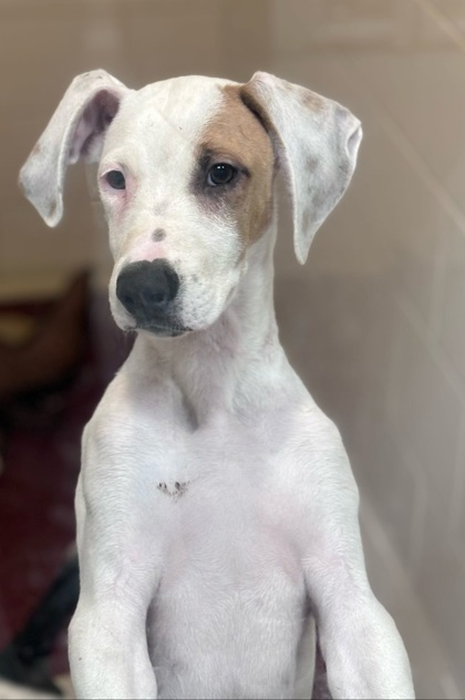 Fernando, an adoptable Greyhound, Mixed Breed in Morton Grove, IL, 60053 | Photo Image 2
