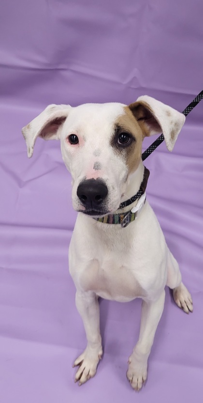 Fernando, an adoptable Greyhound, Mixed Breed in Morton Grove, IL, 60053 | Photo Image 3