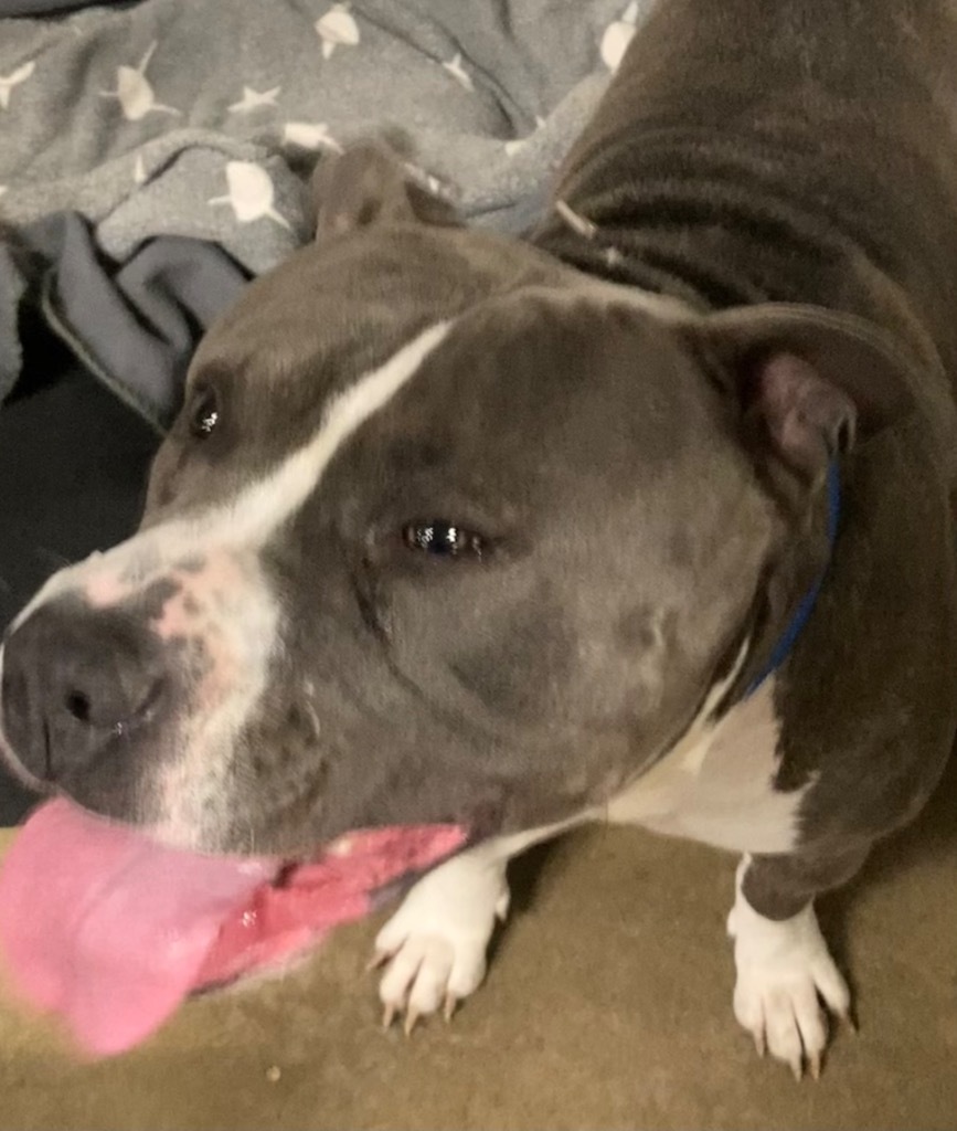 Capone, an adoptable American Bulldog in Saginaw, MI, 48604 | Photo Image 1