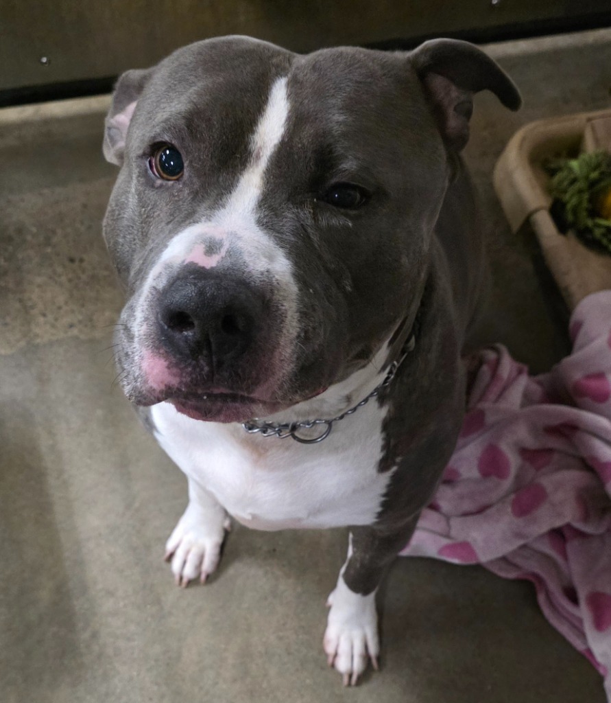 Capone, an adoptable American Bulldog in Saginaw, MI, 48604 | Photo Image 1