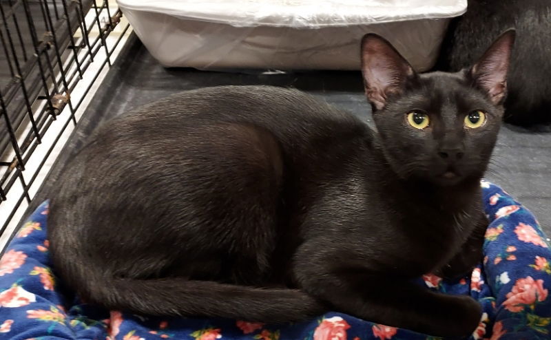 Chives, an adoptable Domestic Short Hair in Pineville, LA, 71361 | Photo Image 1