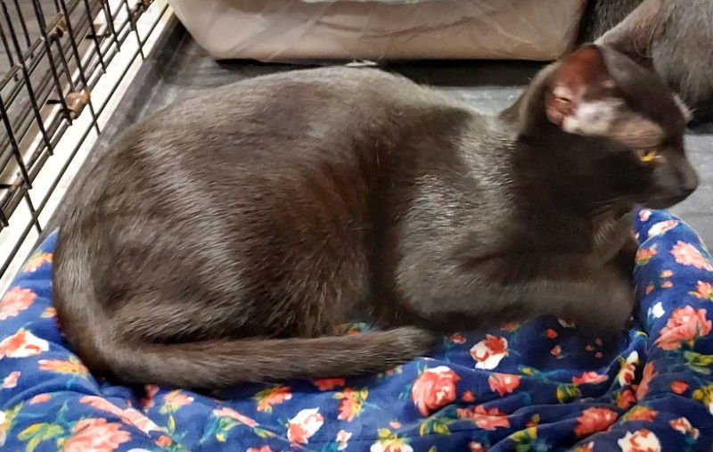 Chives, an adoptable Domestic Short Hair in Pineville, LA, 71361 | Photo Image 2