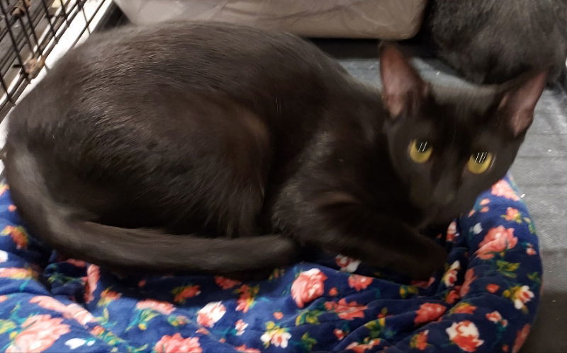 Chives, an adoptable Domestic Short Hair in Pineville, LA, 71361 | Photo Image 3